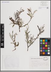 Foto von Salix eleagnos Scop.
